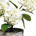 HORTENSIA BLANC