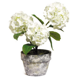 Hortensia blanc