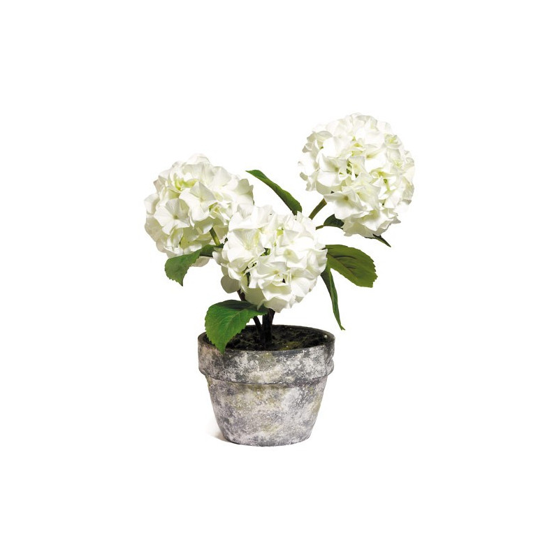 HORTENSIA BLANC