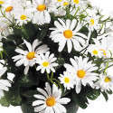 MARGUERITES "ÉTERNELLES"