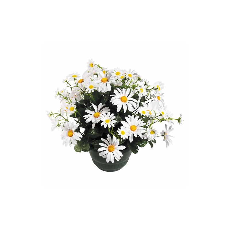 MARGUERITES "ÉTERNELLES"