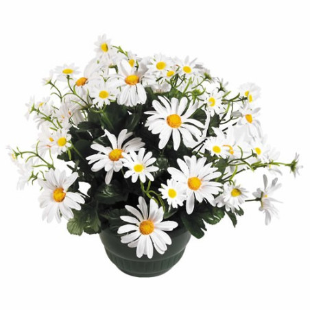 MARGUERITES "ÉTERNELLES"