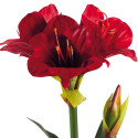 AMARYLLIS «ÉTERNELLE»