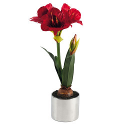 Amaryllis «éternelle»