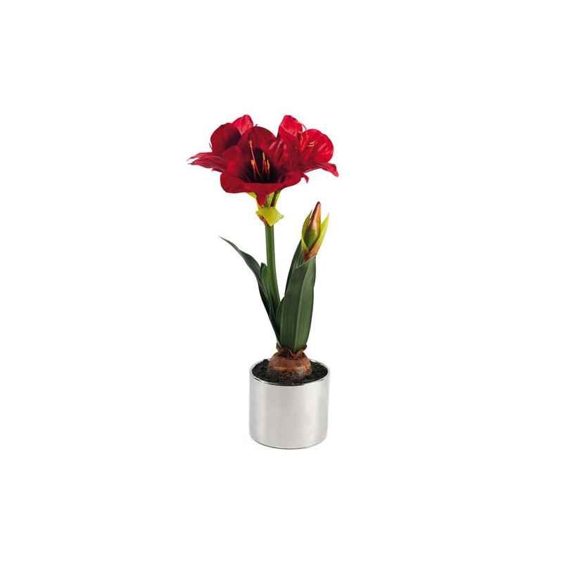 AMARYLLIS «ÉTERNELLE»