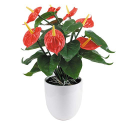 Anthurium éternel