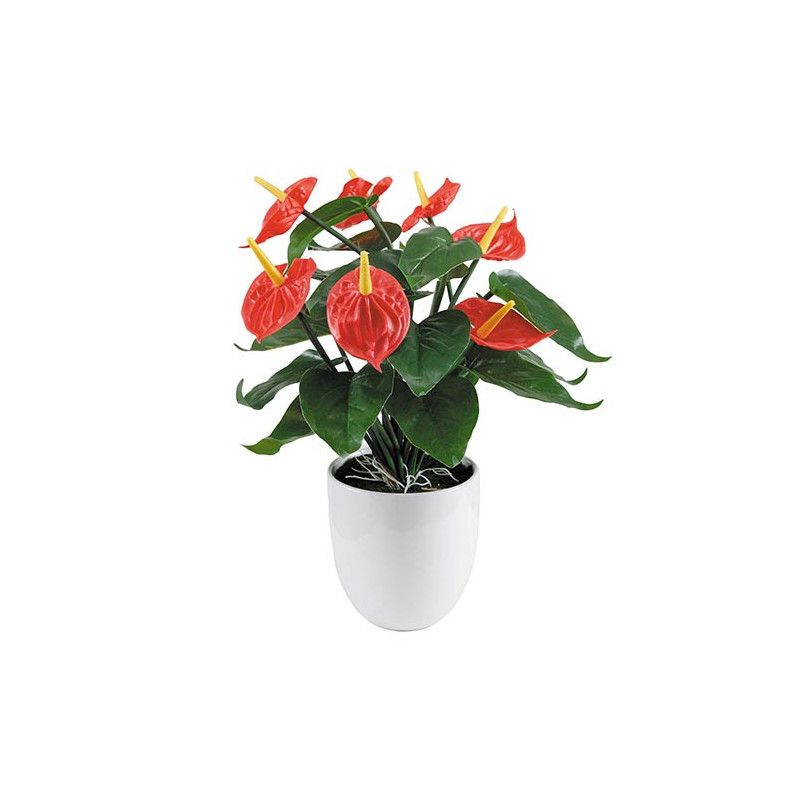 ANTHURIUM ÉTERNEL