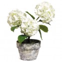 HORTENSIA BLANC